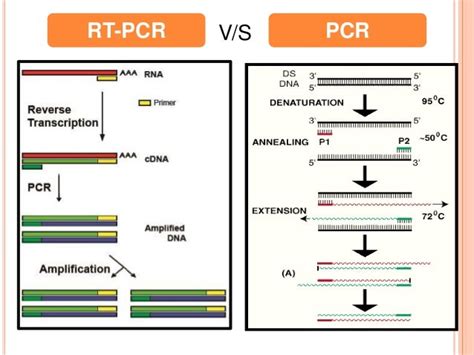 Image result for Reverse Transcriptase PCR Steps