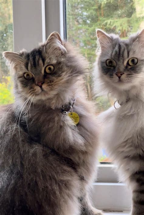 Just what are they thinking 😂 : r/cats
