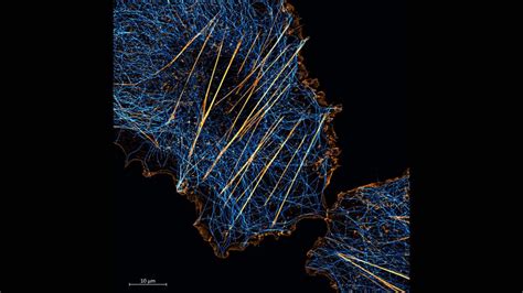 Logiciel de microscopie ZEISS ZEN