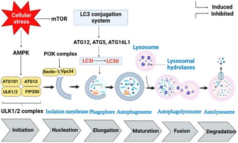 Blockage of Autophagy for Cancer Therapy: A Comprehensive Review