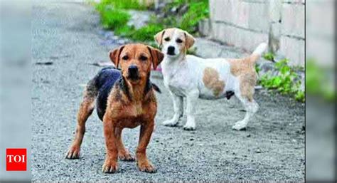 Stray dog bites five in Sec 26, caned to death | Noida News - Times of ...