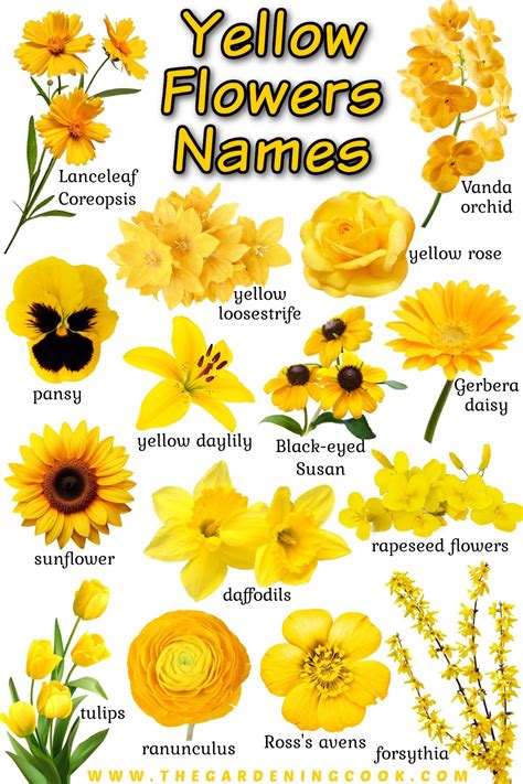 15 Types of Yellow Flowers - Names, Pictures & Care Info