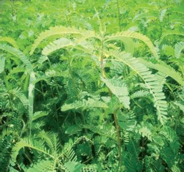 Dhaincha | Dairy Knowledge Portal