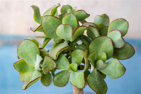 6 Jade Plants That Are Perfect for a Low-Maintenance Garden | HappySprout