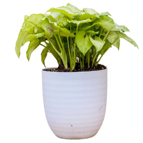 Buy Exotic Plants Online at R Club – Rclub