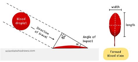 Blood Spatter Analysis — Scientist who draws