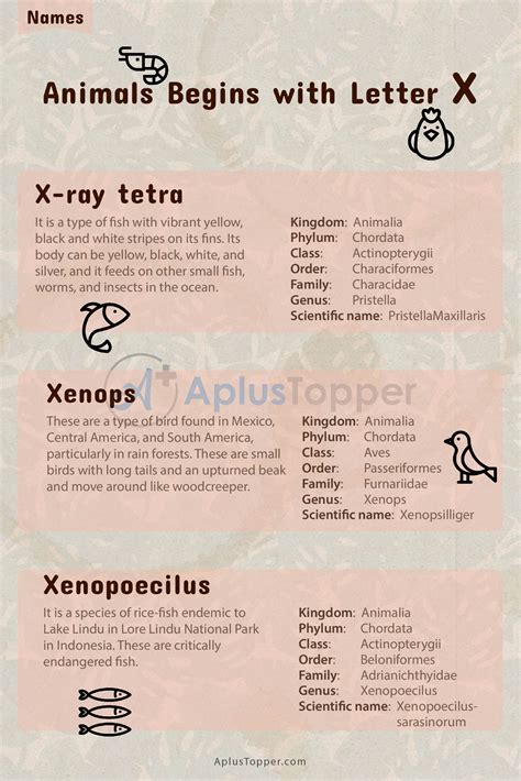 Animals that Start with X | Listed with Pictures, Alphabetical List of ...