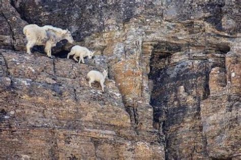 全球最“神奇”山羊，一生都在攀岩，几乎生长在悬崖峭壁上_腾讯新闻