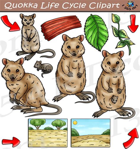 Life Cycle Of Quokka