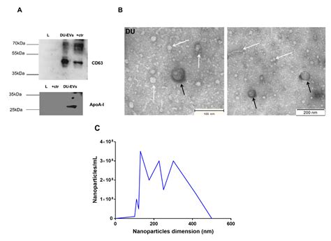 The Separation and Characterization of Extracellular Vesicles from ...