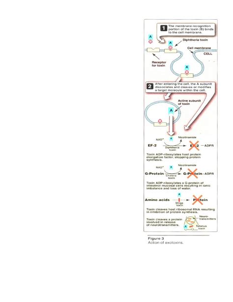 Image result for Pathogenicity of Microorganisms