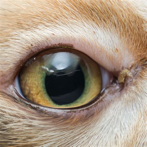 Cat Eye Discharge Medicine at Elvira Pierce blog