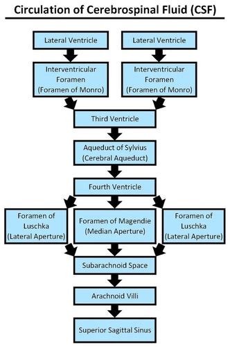 Image result for CSF Flow Chart