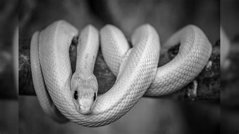 Snakes in Dream Meaning স্বপ্নে সাপ দেখতে পাওয়া কীসের ইঙ্গিত জানেন ...