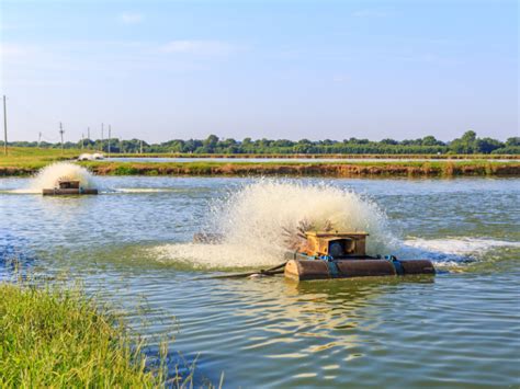 Image result for Catfish Farming Tips