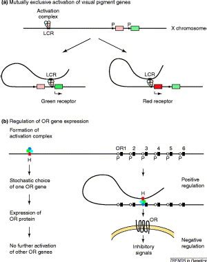 Image result for Locus Control Region Gene Expression