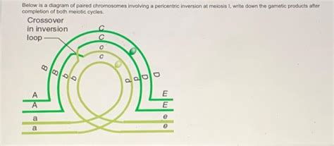 Image result for Inversion Loop Genetics