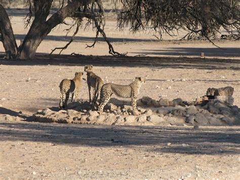 Free Images : wildlife, fauna, savanna, lion, cheetah, savannah, safari, predators, big cats ...