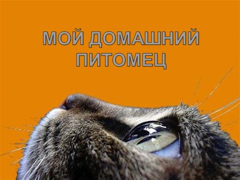 Мой любимый домашний питомец: сочинения на тему