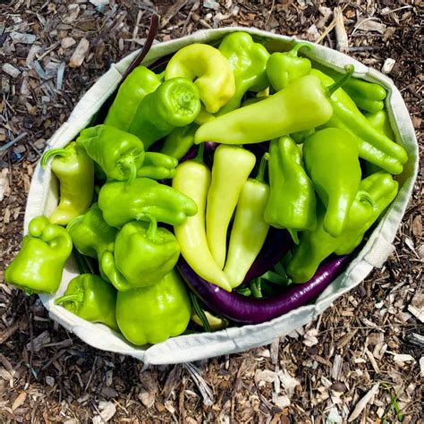 Pickled Pepperoncini Peppers - The Daring Gourmet