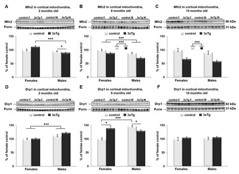 Early Onset of Sex-Dependent Mitochondrial Deficits in the Cortex of ...