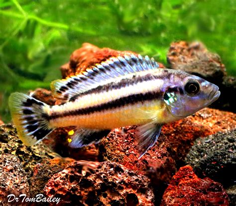 All African Cichlid Species African Cichlids Lake