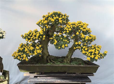 15 Poisonous Plants That Pose a Threat to Pets - Pets Hyme