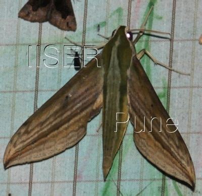 Ramana Athreya @ IISER-Pune : Sphingid Species Notes