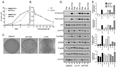 Establishment and Comprehensive Molecular Characterization of an ...
