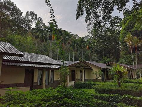 Eye in eye with wonderful orang utans - Review of Ecolodge Bukit Lawang ...