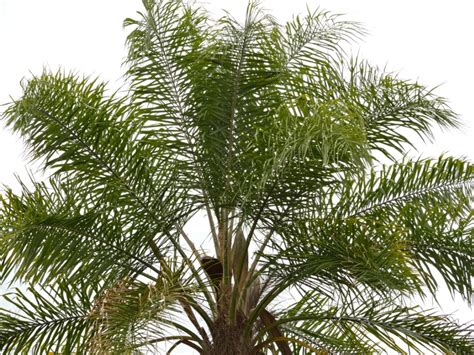 Growing Queen Palms In Pots - How To Keep Queen Palm Houseplants