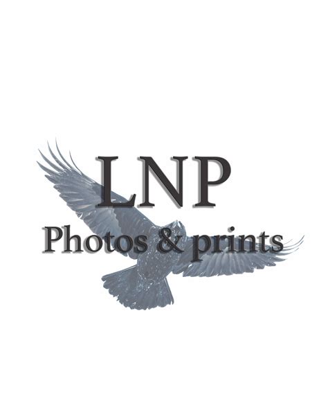 Lasse Nymand Petersen