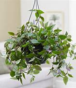 Image result for Fuzzy Wandering Jew Plant