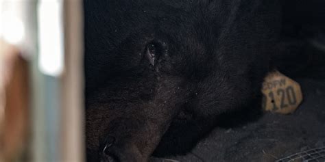 Man finds huge black bear living in his crawl space