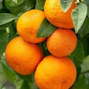 THE GREEN VIEW GARDENS "Fresh Nagpur Orange Live Fruit Plant – Grow ...