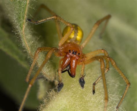 Yellow Sac Spider Bite
