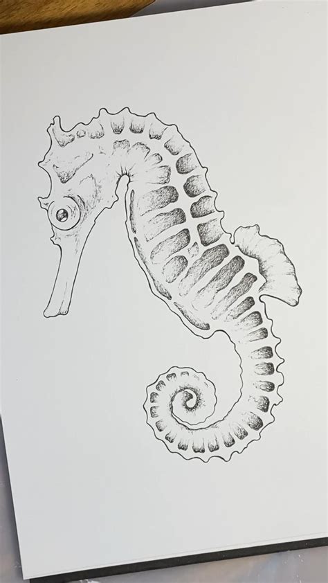 Seahorse drawing illustration how to draw fine line drawing ideas ...