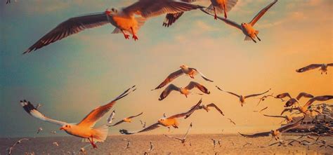 Evolution Bird 的图像结果