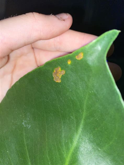 Fungus or something else? : r/Monstera