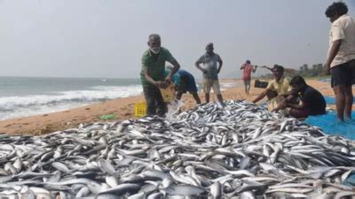 Warming Kerala sea waters pushing mackerel & sardines to Gujarat coast ...