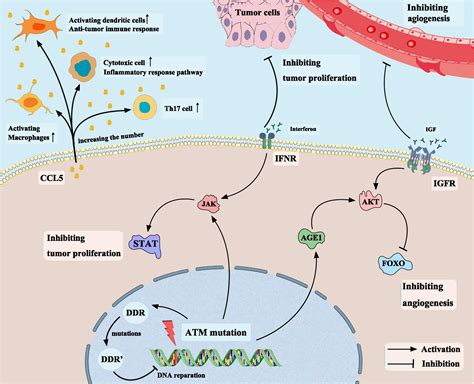 Frontiers | ATM Mutations Benefit Bladder Cancer Patients Treated With ...
