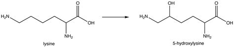 Image result for Amino Acid Post-Translational Modification
