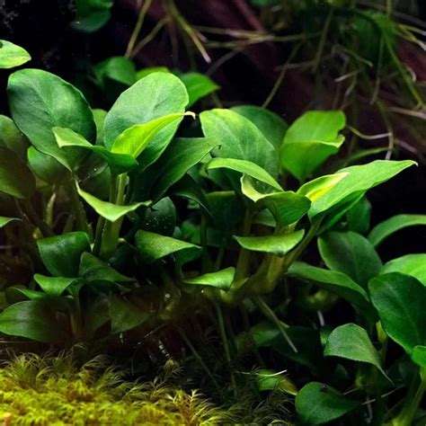 ADA IC055Petite Anubias Aquarium Plant – Easy Low-Light Foreground ...