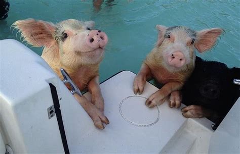 SUGAR ADVENTURE COMPANY-DAY BOAT TOURS - All You Need to Know BEFORE ...