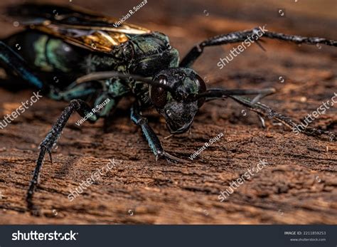 40 Pompiloidea 图片、库存照片和矢量图 | Shutterstock