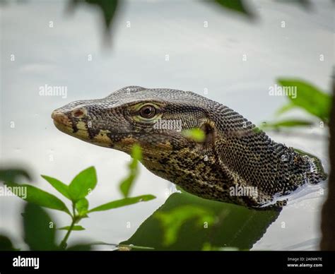Komodo Dragon Swim 的图像结果