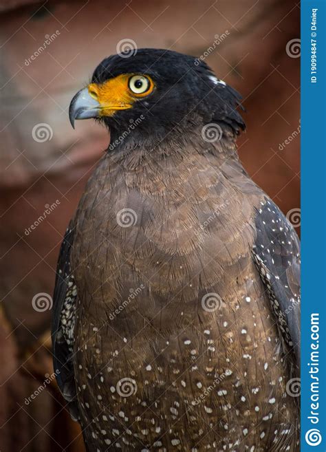 Image result for JavaBat Wingspan