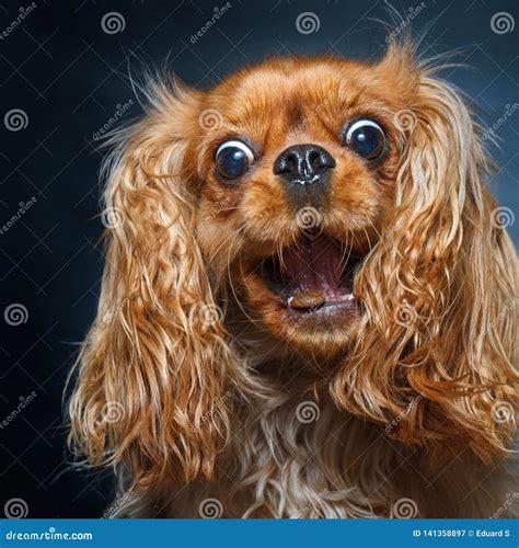 Ruby Cavalier King Charles Spaniel Stock Images - Download 256 Royalty ...