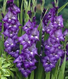 Decorate The World Gladiolus/Sword Lily Plant Price in India - Buy ...