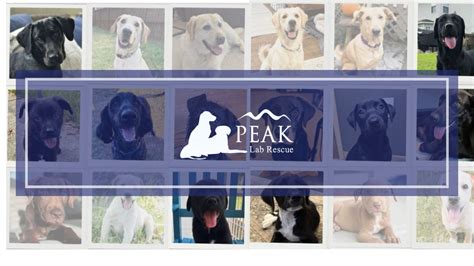 Paws to Celebrate 2025 | Peak Lab Rescue (Powered by Donorbox)